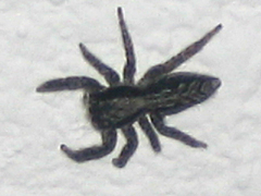 Jumping Spider